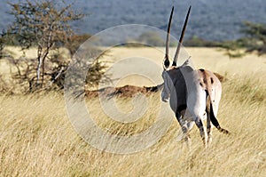 Oryx