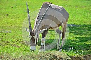 Oryx