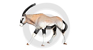 Oryx