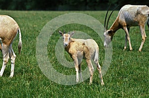 ORYX ALGAZELLE oryx dammah