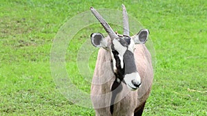 Oryx antelope