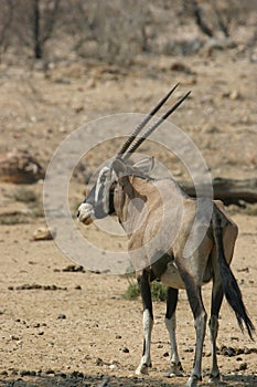 Oryx antelope