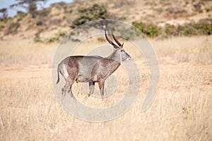 Oryx antelope