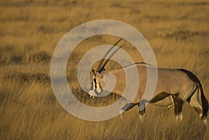 Oryx antelope, africa photo