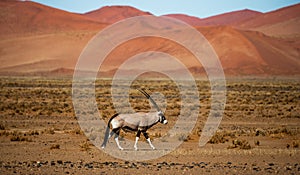 Oryx antelope on the background of the beautiful dunes on the Sossusvlei desert. Africa. Landscapes of Namibia. Sossusvlei.
