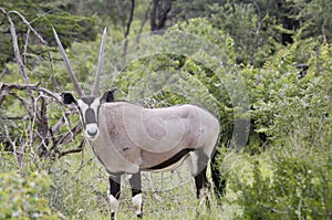 Oryx antelope in bush near Etosha Pan, Namibia, Africa