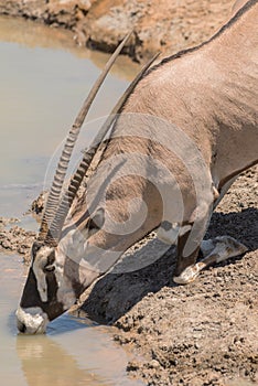 Oryx antelope drinks at the waterhole in northern Namibia