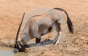 Oryx antelope drinks at the waterhole in northern Namibia
