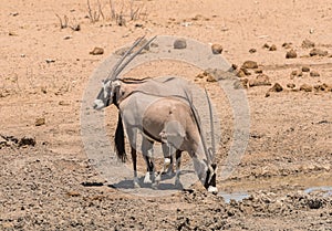 Oryx antelope drinks at the waterhole in northern Namibia