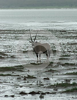 Oryx antelope, Etosha