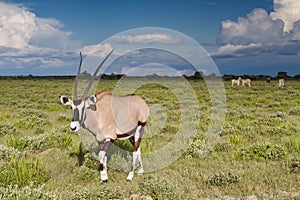 Oryx antelope at Etosha National Park