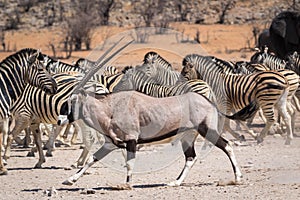 An oryx antelope in front of a group of zebras