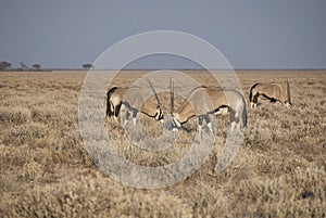 Oryx antelope Gemsbok grazing in Etosha national park