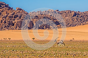 Oryx antelope in Namib-Naukluft national park, Namibia