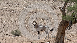 Oryx antelope in Naukluft national park