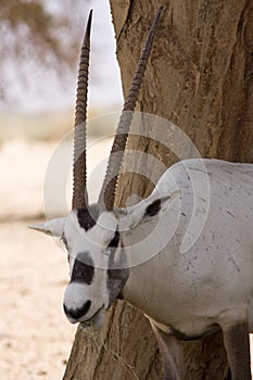 Oryx antelope portrait photo
