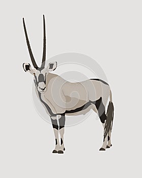 Oryx antelope vector illustration. Gemsbok with long straight horns and dark markings. Desert animal  conservation