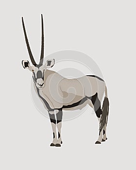 Oryx antelope vector illustration. Gemsbok with long straight horns and dark markings. Desert animal  conservation photo