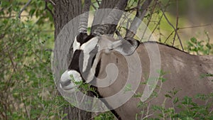 Oryx antelope in the wild. Safari in Africa, African savannah wildlife.