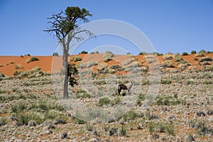 Oryx Antelope and orange Dunes, Namibia