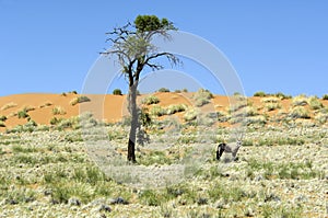 Oryx antelope in dunes of Namibia