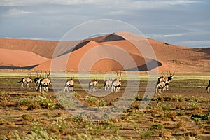 Oryx Antelopes in front of red sand dunes