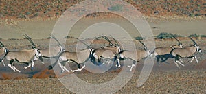 Oryx Antelopes on the Run photo