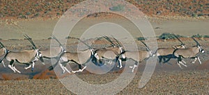 Oryx Antelopes on the Run