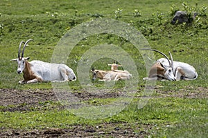 Oryx Antelopes at the Safari Park