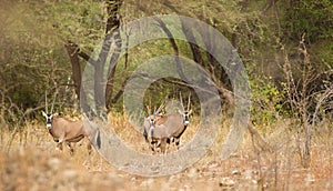 Oryx antelopes at Tsavo national park