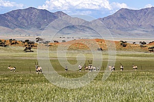 Oryx antelopes in Wolwedans, Namibia