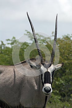 Oryx Antilope photo