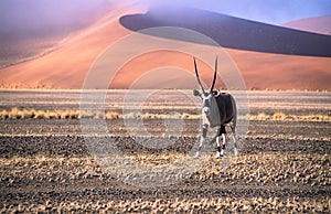 Oryx antilope against a shifting sand dune, Namibia photo
