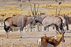 Oryx antilopes fighting photo