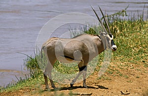 ORYX BEISA oryx beisa
