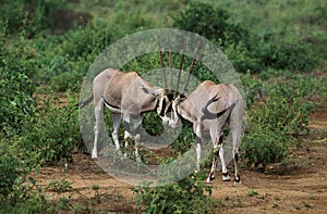 ORYX BEISA oryx beisa