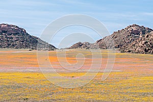 Oryx in carpet of flowers in Goegap Nature Reserve