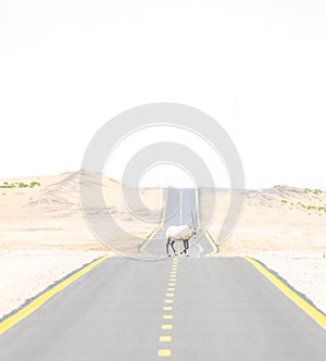 Oryx crossing cycle track in desert Dubai UAE
