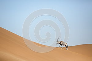Oryx crossing sand dune