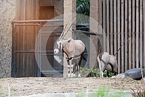 oryx is a deer-like animal with long and tall horns