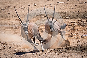 Oryx desert chase photo