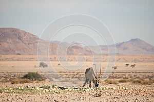 Oryx in Desert Landscape