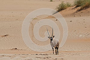 Oryx in the Desert, Namibia