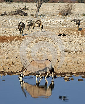 Oryx drinking with two zebra in the background