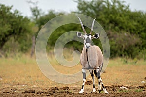 Oryx in the dry Etosha National Park in Namibia