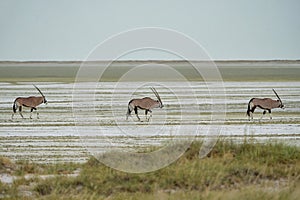 Oryx in the dry Etosha National Park in Namibia