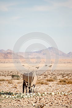 Oryx Eating Desert Melon