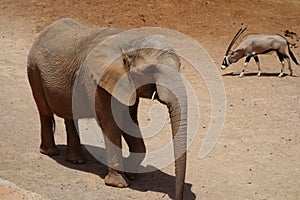 Oryx and elephant in Fuerteventura island zoo