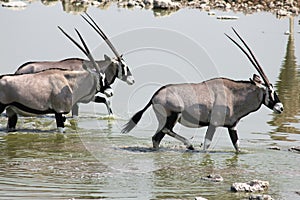 Oryx in Etosha