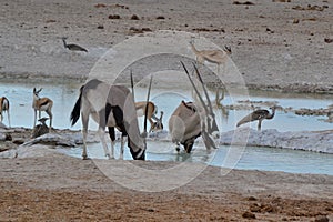 Oryx in Etosha Park , Namibia